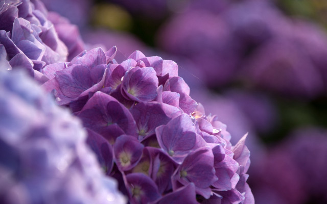 Purple hydrangea wisteria bokeh macro free wallpaper - medium preview image