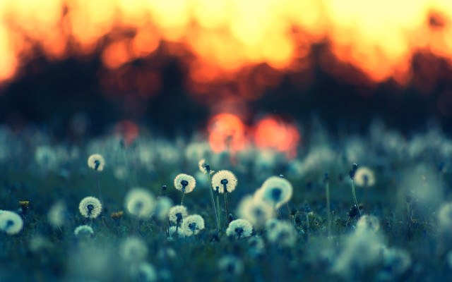 Dandelion sunset blurry background fire free wallpaper - medium preview image