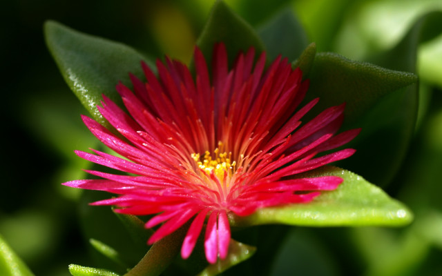 Red flower yellow center green #14 free wallpaper - medium preview image
