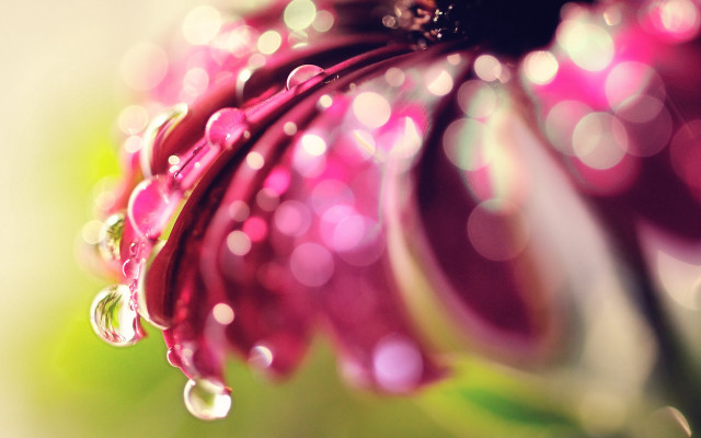 Flower water droplets macro bokeh free wallpaper - medium preview image