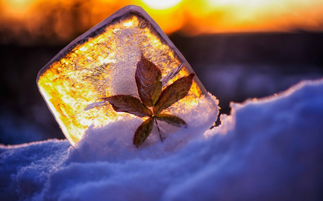 Leaf ice sunset nature blurry free wallpaper - medium preview image