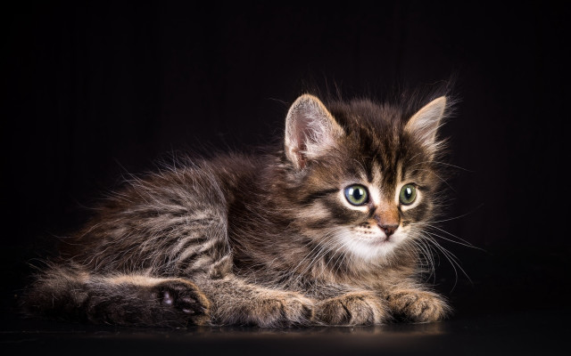 Small kitten green eyes black free wallpaper - medium preview image