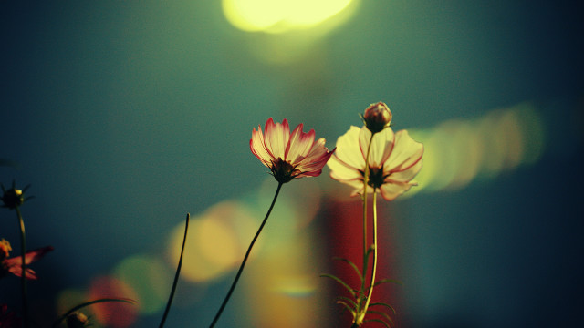 Flowers vase bright light building free wallpaper - medium preview image