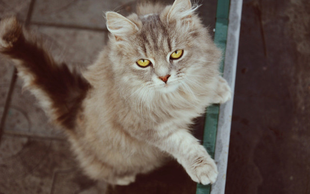 Cat yellow eyes standing on free wallpaper - medium preview image