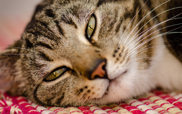 Cat blanket closed open pillow free wallpaper - medium preview image