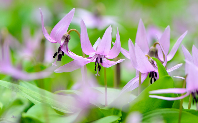 Pink flower green leaves bokeh #5 free wallpaper - medium preview image