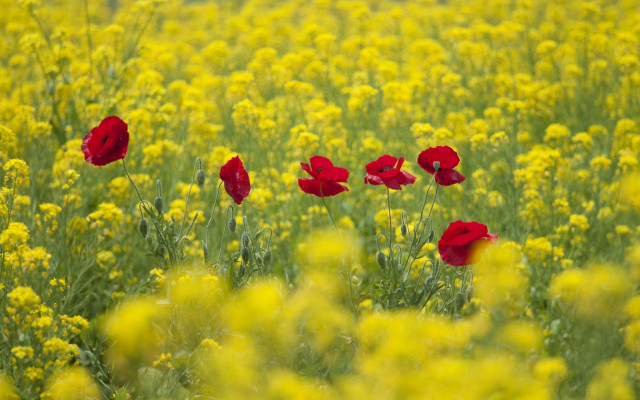 Red yellow flower field autumn free wallpaper - medium preview image