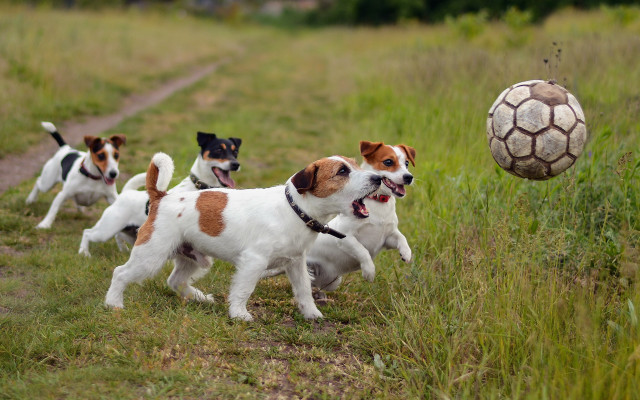 Dogs running field soccer ball #2 free wallpaper - medium preview image