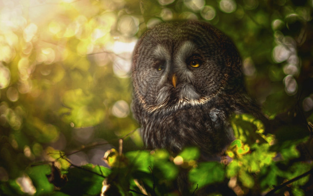 Owl tree bokeh christmas ornaments free wallpaper - medium preview image
