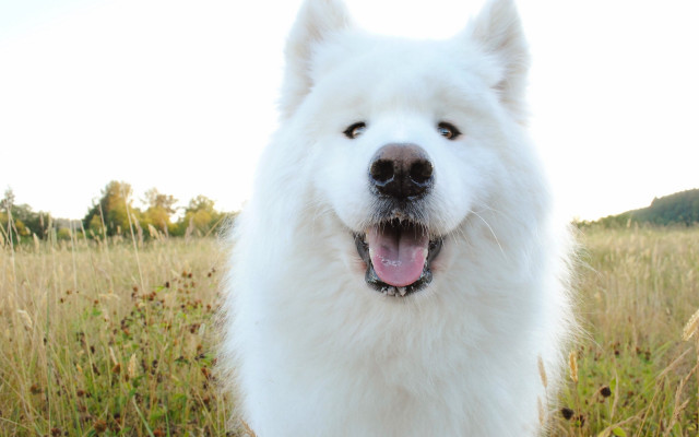 White dog tall grass smile free wallpaper - medium preview image