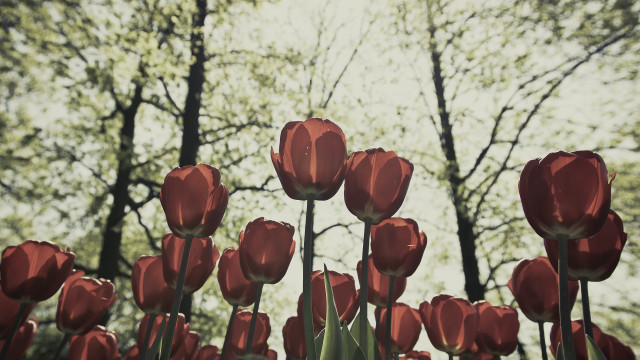 Red tulips autumn trees clouds free wallpaper - medium preview image