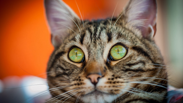 Black cat green eyes blurry #3 free wallpaper - medium preview image