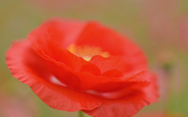 Red flower yellow center green #4 free wallpaper - medium preview image