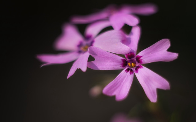 Purple flower yellow center macro #10 free wallpaper - medium preview image