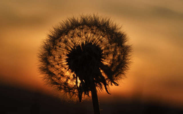Dandelion sunset macro backlighting female free wallpaper - medium preview image