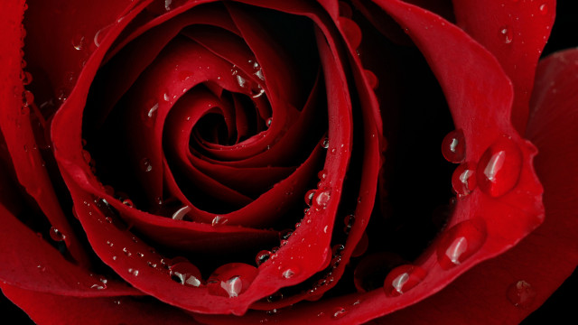 Red rose water droplets macro #54 free wallpaper - medium preview image
