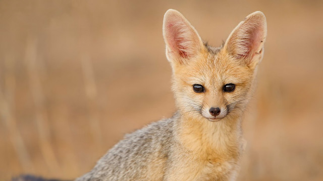 Small fox grass field sad free wallpaper - medium preview image