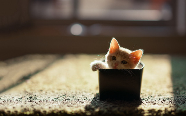 Kitten blackbox curious stilllife 3d free wallpaper - medium preview image