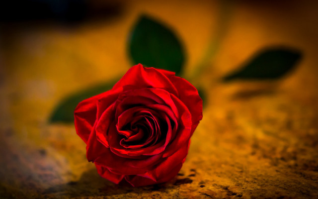 Red rose single table leaves free wallpaper - medium preview image