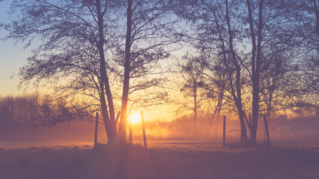 Sunset foggy field trees autumn free wallpaper - medium preview image
