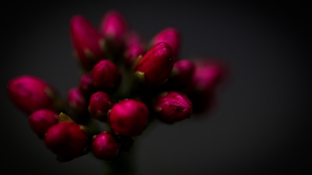 Red rose macro flower shallow free wallpaper - medium preview image