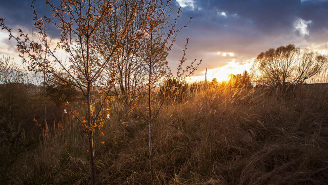 Tree sunset fence clouds autumn free wallpaper - medium preview image