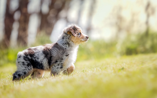 Small dog grassy field trees free wallpaper - medium preview image