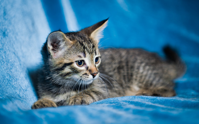 Kitten blue blanket sad focus free wallpaper - medium preview image