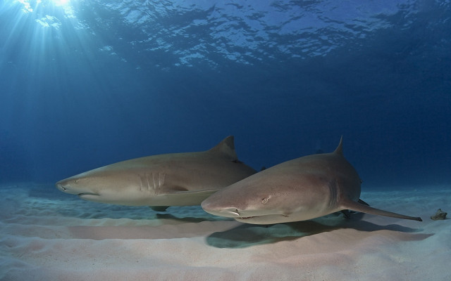 Sharks ocean sand sunbeams underwater free wallpaper - medium preview image