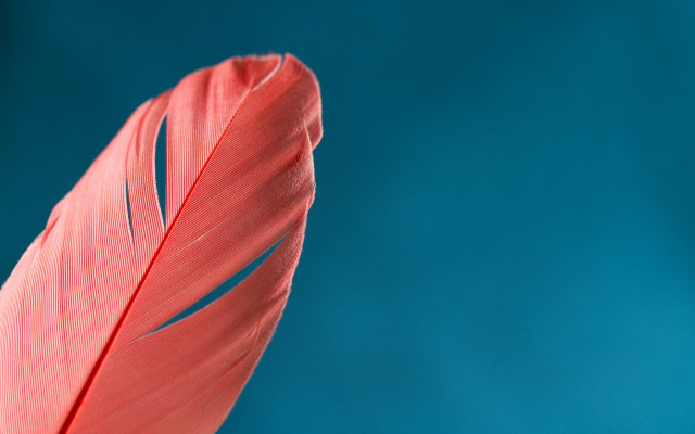 Red feather blue background light free wallpaper - medium preview image