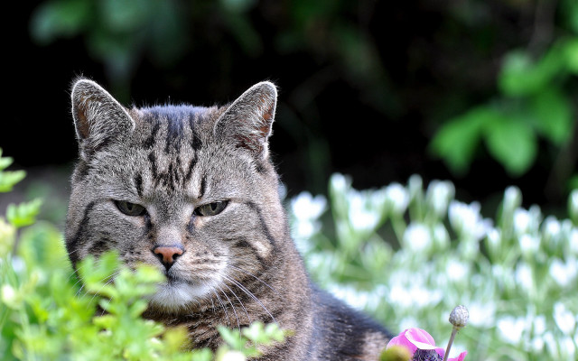 Cat flower field blurry bokeh free wallpaper - medium preview image