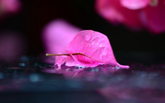 Pink flower water droplets macro #4 free wallpaper - medium preview image