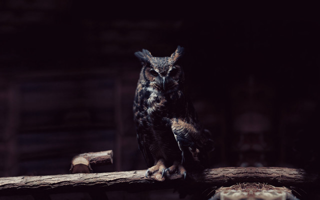Owl branch dark room flemish free wallpaper - medium preview image