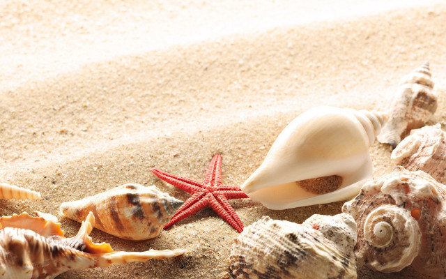 Starfish shells beach sand ocean free wallpaper - medium preview image