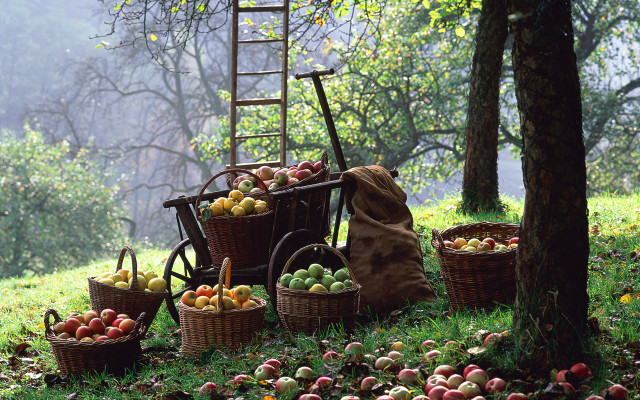 Wooden cart apples forest ladder free wallpaper - medium preview image