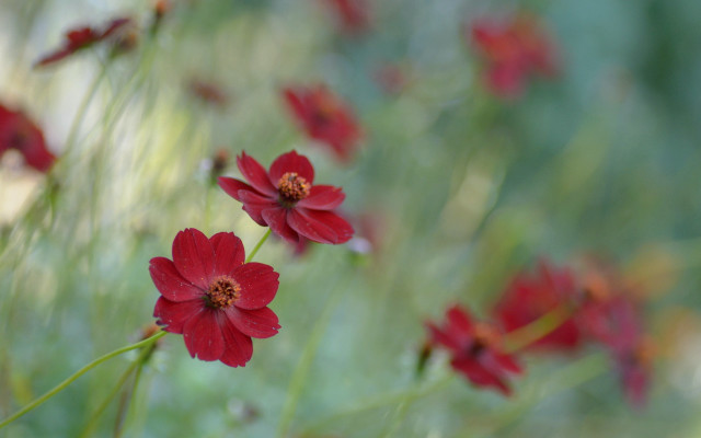 Red flowers bokeh shallow depth free wallpaper - medium preview image