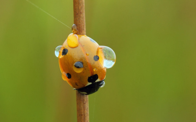 Ladybug dots plant stem green free wallpaper - medium preview image