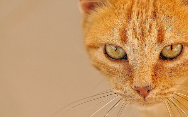 Cat eye closeup blurry background free wallpaper - medium preview image
