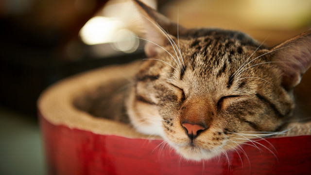 Sleeping cat red bowl head free wallpaper - medium preview image