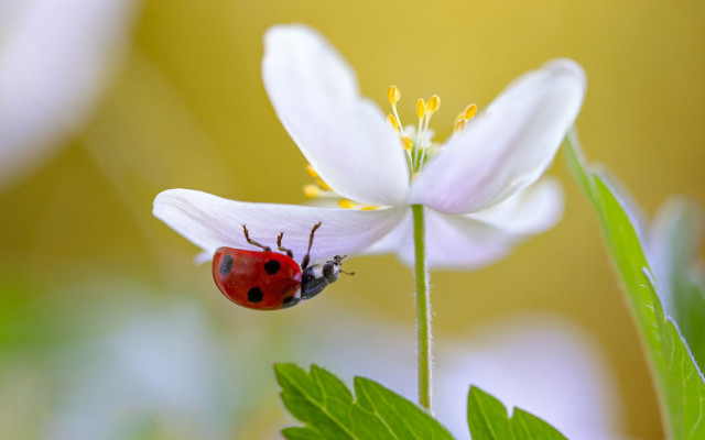 Ladybug flower leaf yellow background free wallpaper - medium preview image