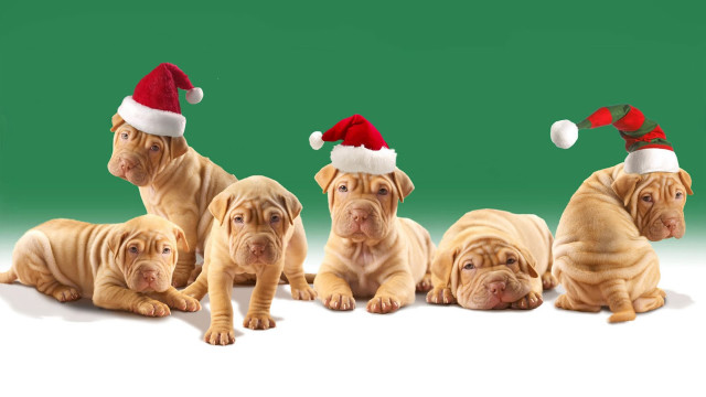Dogs santa hats green background free wallpaper - medium preview image