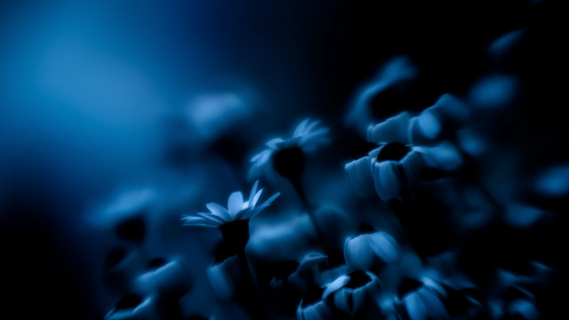 Flowers night blue blurry microscopic free wallpaper - medium preview image