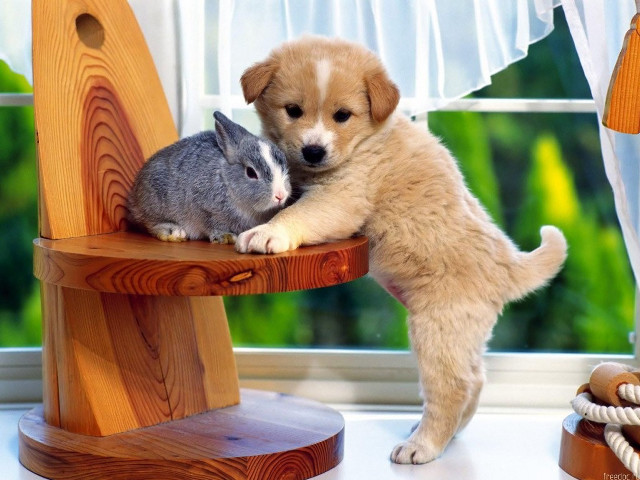 Puppy rabbit sitting on chair free wallpaper - medium preview image