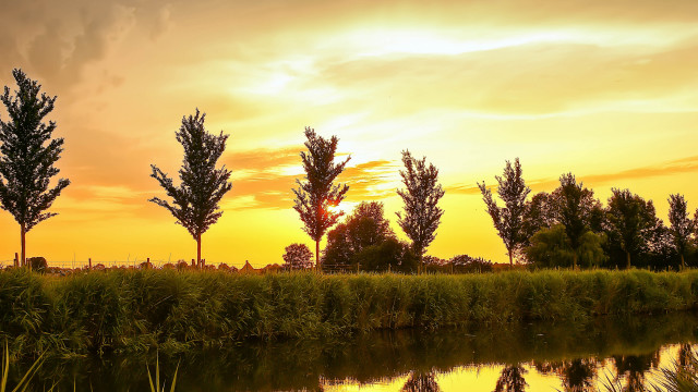 Sunset trees water yellow sky free wallpaper - medium preview image