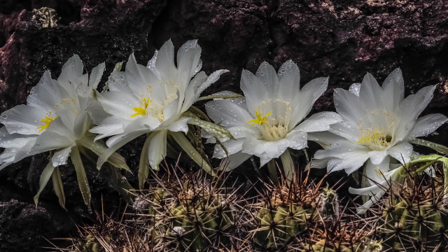 White flower rocky background water free wallpaper - medium preview image
