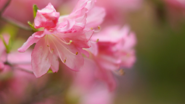 Pink flower closeup blurry background #15 free wallpaper - medium preview image