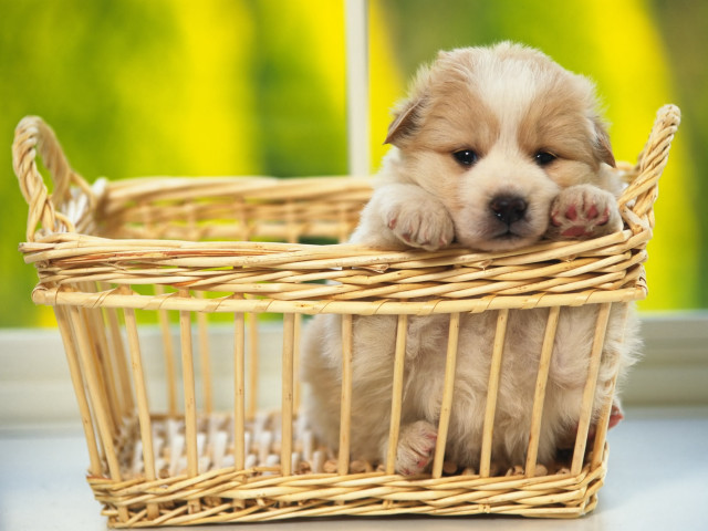 Puppy basket table window green free wallpaper - medium preview image