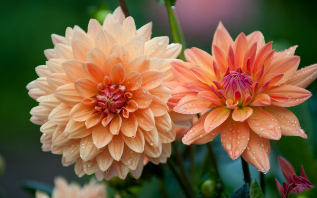 Orange pink flowers water droplets free wallpaper - medium preview image