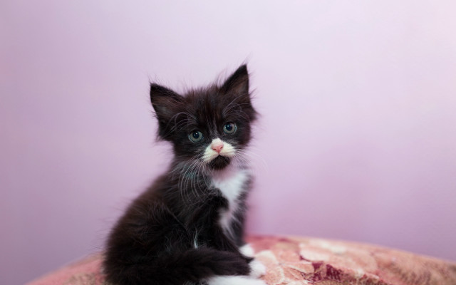 Black white kitten sitting bed free wallpaper - medium preview image
