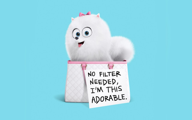 White cat holding sign no free wallpaper - medium preview image
